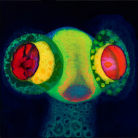 Thumbnail for the Oh Sees - SORCS 80 link, provided by host site