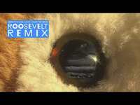 Thumbnail for the The Wombats - Sorry I'm Late, I Didn't Want To Come (Roosevelt Remix) link, provided by host site