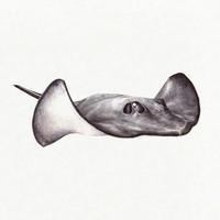 Thumbnail for the Great Dane - Sorry Steve link, provided by host site