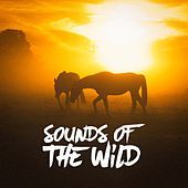 Thumbnail for the The Rest - Sounds from a Field: Grasshoppers, Crows and Insects link, provided by host site