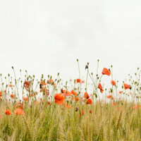 Thumbnail for the Echoes Of Nature - Sounds of Nature | Relaxing Sounds | Meditation link, provided by host site