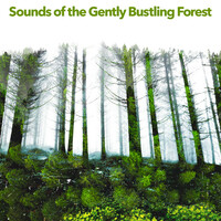 Thumbnail for the Echoes Of Nature - Sounds of the Gently Bustling Forest link, provided by host site