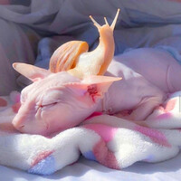 Thumbnail for the angelus - sphynx link, provided by host site