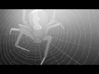 Thumbnail for the Dallas Tamaira - Spider link, provided by host site