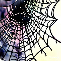 Thumbnail for the English - Spider Webs link, provided by host site