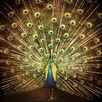 Thumbnail for the Ani DiFranco - Splinter link, provided by host site