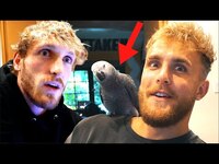 Thumbnail for the Jake Paul - Stealing Logan Pauls New Bird! link, provided by host site