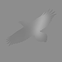 Thumbnail for the Sigur Rós - Stendur æva (with Steindór Andersen, Hilmar Örn Hilmarsson and María Huld Markan Sigfúsdóttir) link, provided by host site
