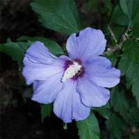 Thumbnail for the Raymond Moore - String Quartet: I. Andante link, provided by host site