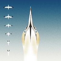 Thumbnail for the 20syl - Sula Bassana link, provided by host site