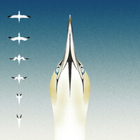 Thumbnail for the 20syl - Sula Bassana link, provided by host site