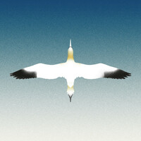 Thumbnail for the 20syl - Sula Bassana link, provided by host site