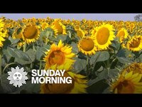 Thumbnail for the CBS Sunday Morning - Nature: Sunflowers in South Dakota link, provided by host site