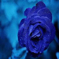 Thumbnail for the Uberto Pieroni - Susan link, provided by host site