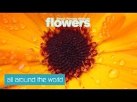 Thumbnail for the Dappy - Sweet Female Attitude - Flowers (ANOTR Remix) [Clip] link, provided by host site