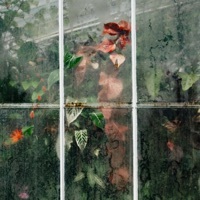 Thumbnail for the Houseplants_ - Swell link, provided by host site
