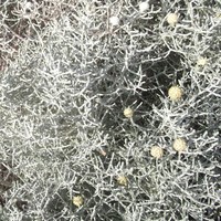 Thumbnail for the Arnaud Le Texier - Synthese - Unam Zetineb Remix link, provided by host site