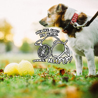 Thumbnail for the Husky Loops - Tempo link, provided by host site