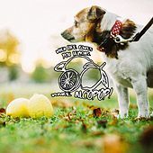 Thumbnail for the Husky Loops - Tempo link, provided by host site