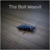 Thumbnail for the Ramblin' Jack Elliott - The Boll Weevil link, provided by host site