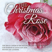 Thumbnail for the Pieter Jan Leusink - The Christmas Rose link, provided by host site