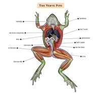 Thumbnail for the The Verve Pipe - The Verve Pipe link, provided by host site