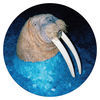 Thumbnail for the Tross - The Walrus link, provided by host site