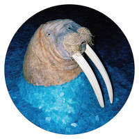 Thumbnail for the Tross - The Walrus link, provided by host site