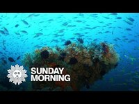 Thumbnail for the CBS Sunday Morning - Nature: The waters of Indonesia link, provided by host site