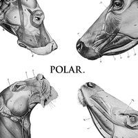 Thumbnail for the Polar - This Polar Noise link, provided by host site