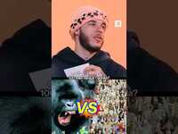 Thumbnail for the The Ball Brothers - Thoughts on 100 men vs. 1 gorilla 🦍 #goattalk link, provided by host site