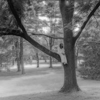 Thumbnail for the Hollyn - trees link, provided by host site