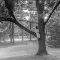 Thumbnail for the Hollyn - trees link, provided by host site