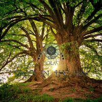 Thumbnail for the Solas - Trees in the Sun link, provided by host site