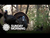 Thumbnail for the CBS Sunday Morning - Nature: Turkeys in South Dakota link, provided by host site