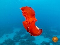 Thumbnail for the CBS Sunday Morning - Nature: Under the Red Sea link, provided by host site