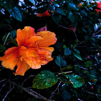 Thumbnail for the Palette - waiting with flowers link, provided by host site