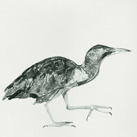 Thumbnail for the Cosmo Sheldrake - Wake up Calls link, provided by host site