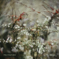 Thumbnail for the Polynation - Wald link, provided by host site