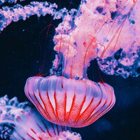 Thumbnail for the Clara - WATER link, provided by host site