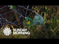 Thumbnail for the CBS Sunday Morning - Nature: Weaver birds in South Africa link, provided by host site