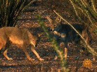 Thumbnail for the CBS Sunday Morning - Nature: West Texas link, provided by host site