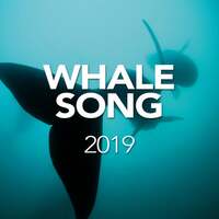 Thumbnail for the Whale Song - Whale Song 2019 link, provided by host site
