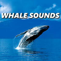 Thumbnail for the Whale Song - Whale Sounds link, provided by host site