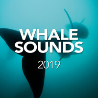 Thumbnail for the Whale Sounds - Whale Sounds 2019 link, provided by host site