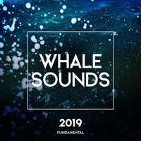 Thumbnail for the Whale Sounds - Whale Sounds 2019 link, provided by host site