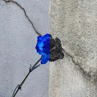 Thumbnail for the Aloe Blacc - What is Love link, provided by host site
