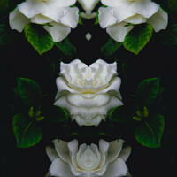 Thumbnail for the 斑比Bambii - when gardenias bloom link, provided by host site