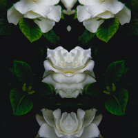 Thumbnail for the 斑比Bambii - when gardenias bloom link, provided by host site