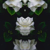 Thumbnail for the 斑比Bambii - When Gardenias Bloom link, provided by host site